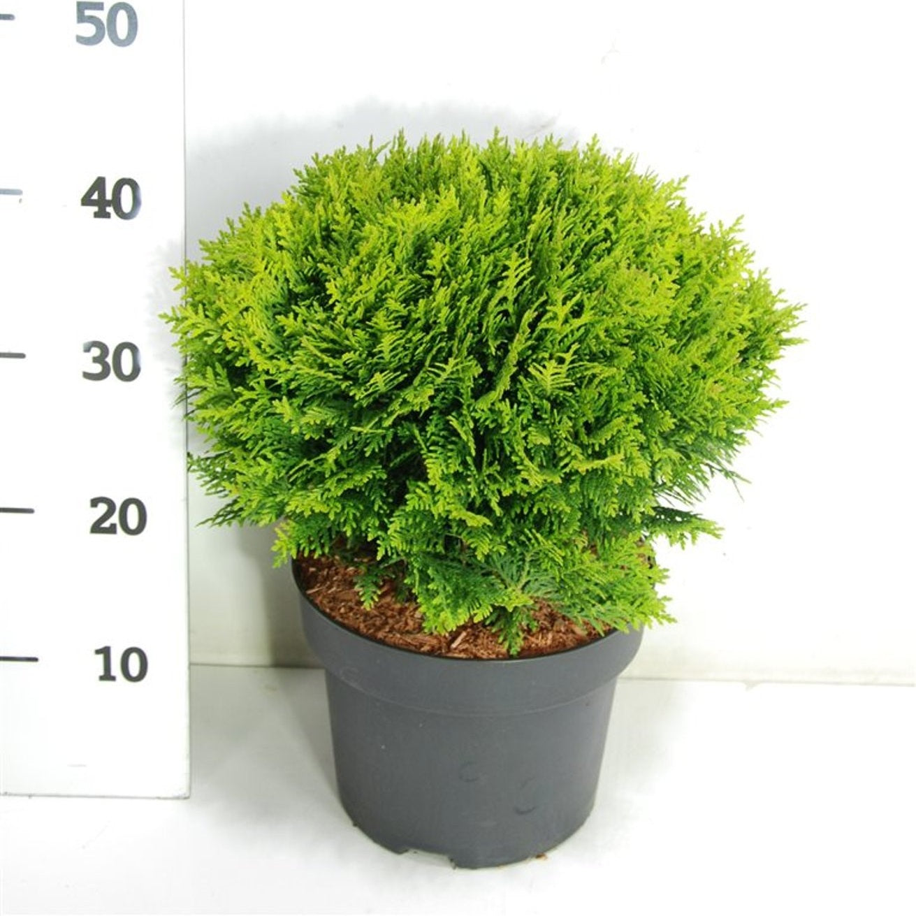 Thuja – Thuja occidentalis 'Danica' - C5 30-40 cm.